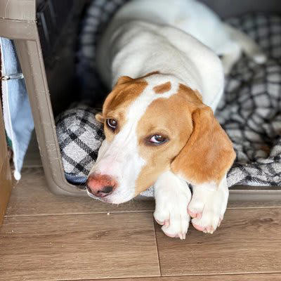 もしやご不満？犬が不満を抱いているときの行動, じっと飼い主さんを見つめる, 飼い主さんにまとわりつく, 犬が不満やストレスを感じてしまう原因, 自分の要求が通らない, 自分の嫌なことをされている