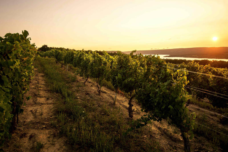 The untapped potential of the Finger Lakes, Creating world-class viticulture , Digging into the greatest terroirs and discovering more , Finger Lakes vineyards to seek out