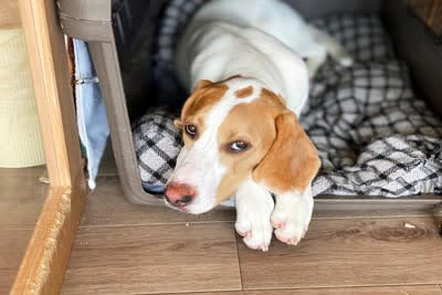 もしやご不満？犬が不満を抱いているときの行動, じっと飼い主さんを見つめる, 飼い主さんにまとわりつく, 犬が不満やストレスを感じてしまう原因, 自分の要求が通らない, 自分の嫌なことをされている