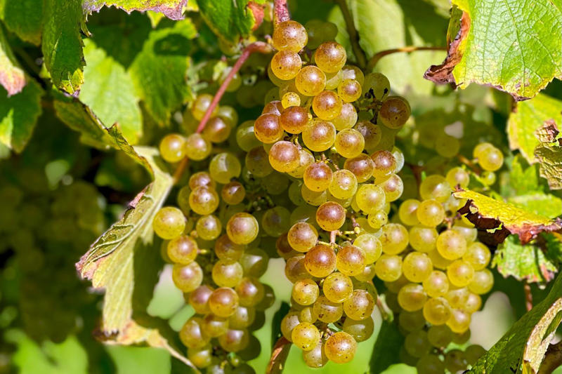 The untapped potential of the Finger Lakes, Creating world-class viticulture , Digging into the greatest terroirs and discovering more , Finger Lakes vineyards to seek out