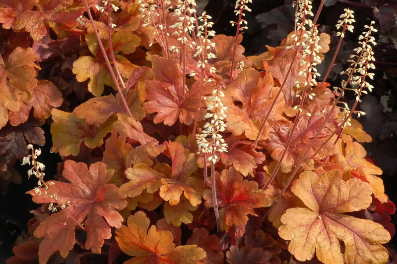 Tara® Oakleaf Hydrangea, 'Soft Caress' Mahonia, 'Buttered Rum' Heucherella, 'Florida Sunshine' Illicium, Japanese Sedge, Variegated Solomon’s Seal, Japanese Plum Yew, Woodland Phlox, Hellebore, Barrenwort, Cast Iron Plant, Virginia Sweetspire, Toad Lily
