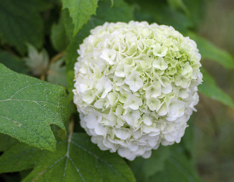Tara® Oakleaf Hydrangea, 'Soft Caress' Mahonia, 'Buttered Rum' Heucherella, 'Florida Sunshine' Illicium, Japanese Sedge, Variegated Solomon’s Seal, Japanese Plum Yew, Woodland Phlox, Hellebore, Barrenwort, Cast Iron Plant, Virginia Sweetspire, Toad Lily