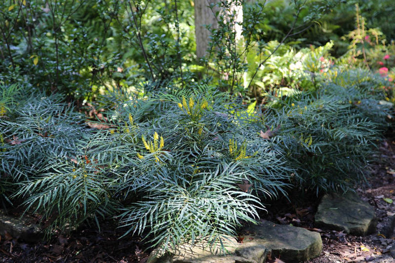 Tara® Oakleaf Hydrangea, 'Soft Caress' Mahonia, 'Buttered Rum' Heucherella, 'Florida Sunshine' Illicium, Japanese Sedge, Variegated Solomon’s Seal, Japanese Plum Yew, Woodland Phlox, Hellebore, Barrenwort, Cast Iron Plant, Virginia Sweetspire, Toad Lily