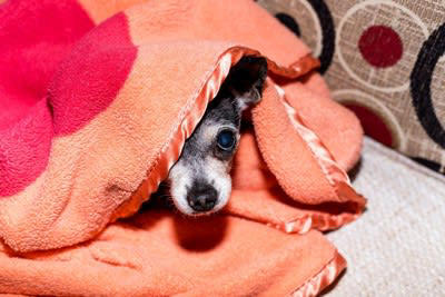 犬に「精神的ダメージを与える」タブー行為5選, 1.感情的に怒鳴りつける, 2.長時間無視を続ける, 3.叩くなどの体罰を与える, 4.寝ている時や食事中に無理やり構う, 5.家族でしつけのルールがバラバラ, 犬に精神的ダメージを与える理由, トラウマを植え付けないための接し方