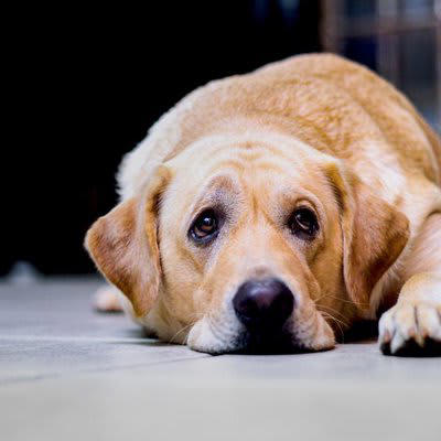 犬に「精神的ダメージを与える」タブー行為5選, 1.感情的に怒鳴りつける, 2.長時間無視を続ける, 3.叩くなどの体罰を与える, 4.寝ている時や食事中に無理やり構う, 5.家族でしつけのルールがバラバラ, 犬に精神的ダメージを与える理由, トラウマを植え付けないための接し方