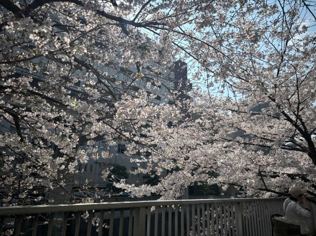 ・ひとり花見をする男性の取材で, ・ひとり花見の素晴らしさを伝えたい, ・メリット①準備も場所取りも不要, ・メリット②人と予定を合わせなくていい, ・メリット③じっくり桜を見られる, ・もっとみんなひとり花見するべし