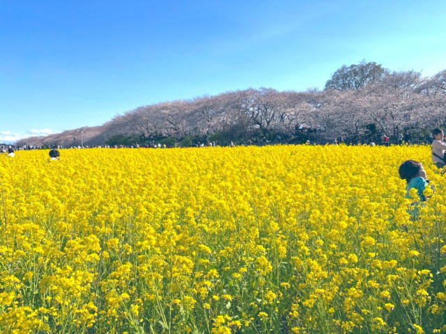 ・ひとり花見をする男性の取材で, ・ひとり花見の素晴らしさを伝えたい, ・メリット①準備も場所取りも不要, ・メリット②人と予定を合わせなくていい, ・メリット③じっくり桜を見られる, ・もっとみんなひとり花見するべし