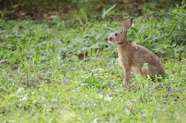 「捨てられた」と誤解され保護されるケースも, 子うさぎは1日1回しか授乳しない, 草むらに1匹でも「正常」, 人間の匂いがつくと育児放棄の可能性も, 怪我をしている場合は役所に相談