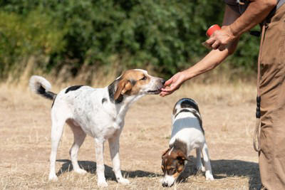 犬の精神年齢とは？, 落ち着いた性格のワンコの共通点と判断方法, 落ち着いた性格の犬に共通して見られる傾向, 成長過程における犬の精神年齢の変化, 落ち着いた性格でも飼い主さん抜きでの交流は控えよう, 落ち着いた性格のワンコに育てるためのポイント