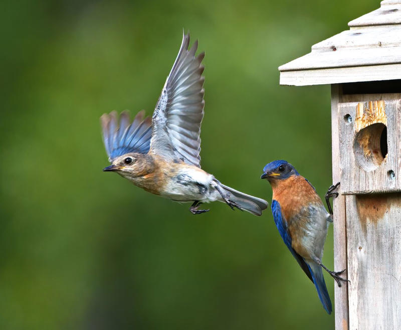 Types Of Bluebirds In The South, Providing The Best Food for Bluebirds, Providing A Proper Habitat For Bluebirds, Other Tips For Attracting Bluebirds