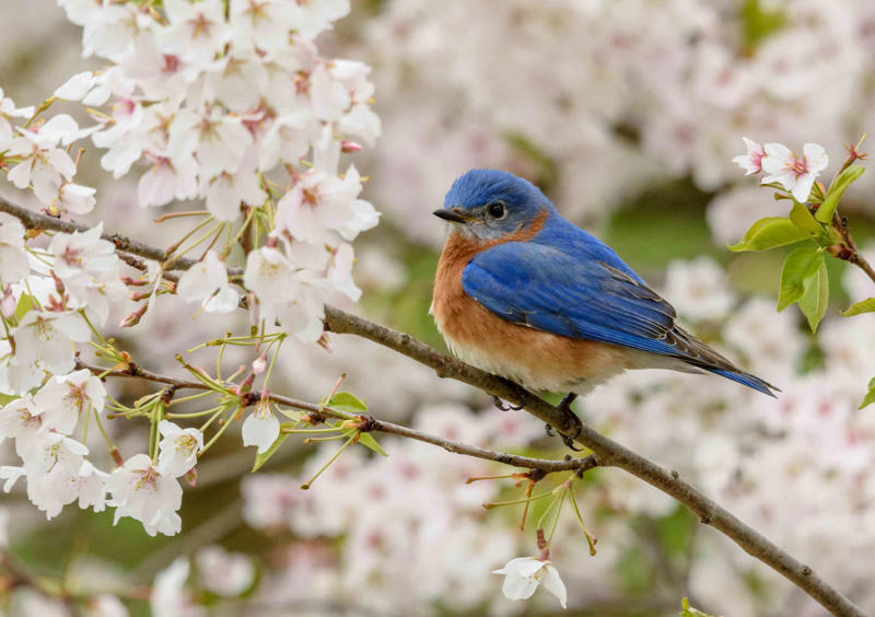 Types Of Bluebirds In The South, Providing The Best Food for Bluebirds, Providing A Proper Habitat For Bluebirds, Other Tips For Attracting Bluebirds