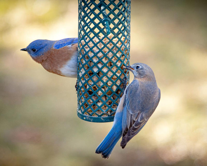 Types Of Bluebirds In The South, Providing The Best Food for Bluebirds, Providing A Proper Habitat For Bluebirds, Other Tips For Attracting Bluebirds