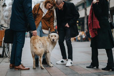 犬の精神年齢とは？, 落ち着いた性格のワンコの共通点と判断方法, 落ち着いた性格の犬に共通して見られる傾向, 成長過程における犬の精神年齢の変化, 落ち着いた性格でも飼い主さん抜きでの交流は控えよう, 落ち着いた性格のワンコに育てるためのポイント