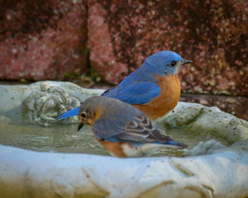 Types Of Bluebirds In The South, Providing The Best Food for Bluebirds, Providing A Proper Habitat For Bluebirds, Other Tips For Attracting Bluebirds