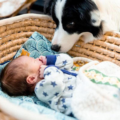 犬の精神年齢とは？, 落ち着いた性格のワンコの共通点と判断方法, 落ち着いた性格の犬に共通して見られる傾向, 成長過程における犬の精神年齢の変化, 落ち着いた性格でも飼い主さん抜きでの交流は控えよう, 落ち着いた性格のワンコに育てるためのポイント