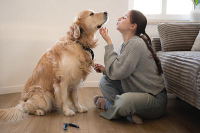犬の精神年齢とは？, 落ち着いた性格のワンコの共通点と判断方法, 落ち着いた性格の犬に共通して見られる傾向, 成長過程における犬の精神年齢の変化, 落ち着いた性格でも飼い主さん抜きでの交流は控えよう, 落ち着いた性格のワンコに育てるためのポイント