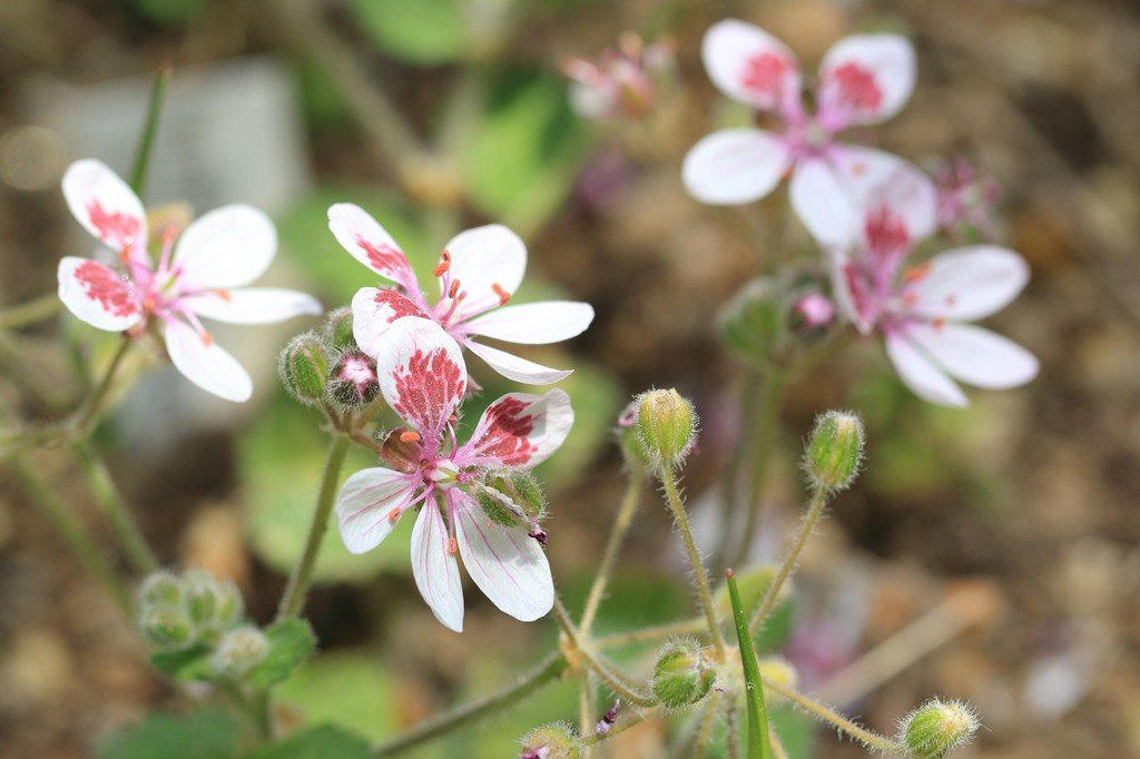 この記事で紹介する「植えてよかった春に咲くかわいい花」にまつわるあれこれ, 春にかわいい花が咲く「一年草」4選, アイスランドポピー, 植えっぱなしOK！毎年春にかわいい花が咲く「多年草」5選, ゲラニウム（フウロソウ）, ロックソープワート, エロディウム・ペラルゴニフロラム, ベロニカ・オックスフォードブルー, ヘリクリサム・シルバーキャンドル, かわいい春の花に囲まれて心満たされる暮らしを