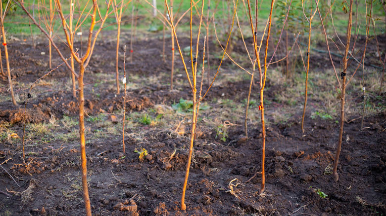 1. Water your fruit tree deeply every time, 2. Don't overwater your tree, 3. Remember the roots are much wider than the trunk, 4. Water your trees in the morning, 5. Be flexible with your watering schedule, 6. Spread mulch around your tree, 7. Adjust watering based on soil type, 8. Consider the age of the tree