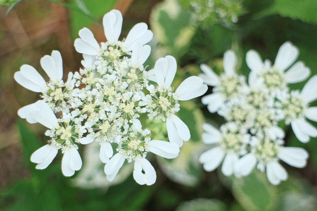 この記事で紹介する「植えてよかった春に咲くかわいい花」にまつわるあれこれ, 春にかわいい花が咲く「一年草」4選, アイスランドポピー, 植えっぱなしOK！毎年春にかわいい花が咲く「多年草」5選, ゲラニウム（フウロソウ）, ロックソープワート, エロディウム・ペラルゴニフロラム, ベロニカ・オックスフォードブルー, ヘリクリサム・シルバーキャンドル, かわいい春の花に囲まれて心満たされる暮らしを