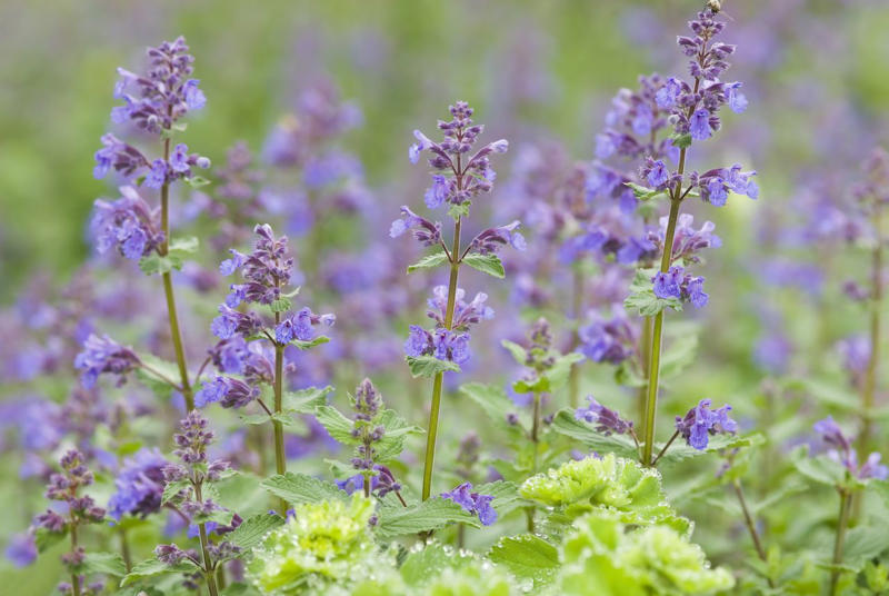 Lavender, Marigolds, Citronella Grass, Petunias, Rosemary, Scented Geraniums, Bay Laurel