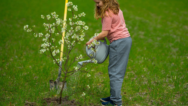 1. Water your fruit tree deeply every time, 2. Don't overwater your tree, 3. Remember the roots are much wider than the trunk, 4. Water your trees in the morning, 5. Be flexible with your watering schedule, 6. Spread mulch around your tree, 7. Adjust watering based on soil type, 8. Consider the age of the tree