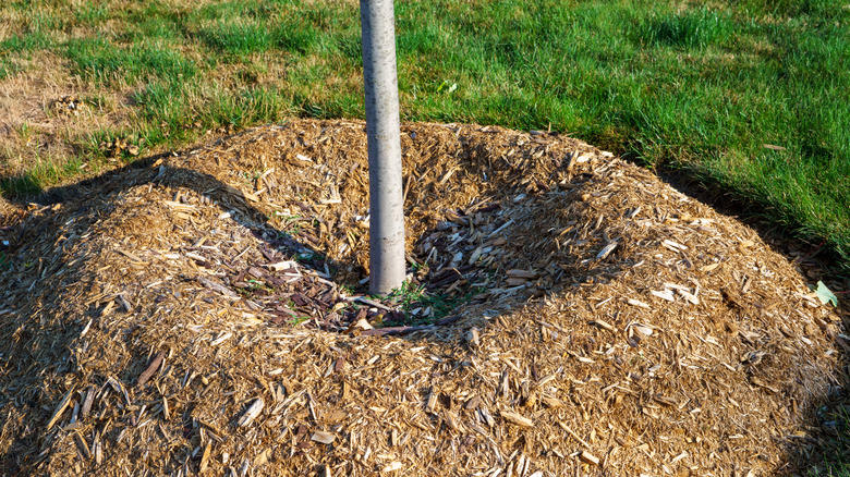 1. Water your fruit tree deeply every time, 2. Don't overwater your tree, 3. Remember the roots are much wider than the trunk, 4. Water your trees in the morning, 5. Be flexible with your watering schedule, 6. Spread mulch around your tree, 7. Adjust watering based on soil type, 8. Consider the age of the tree