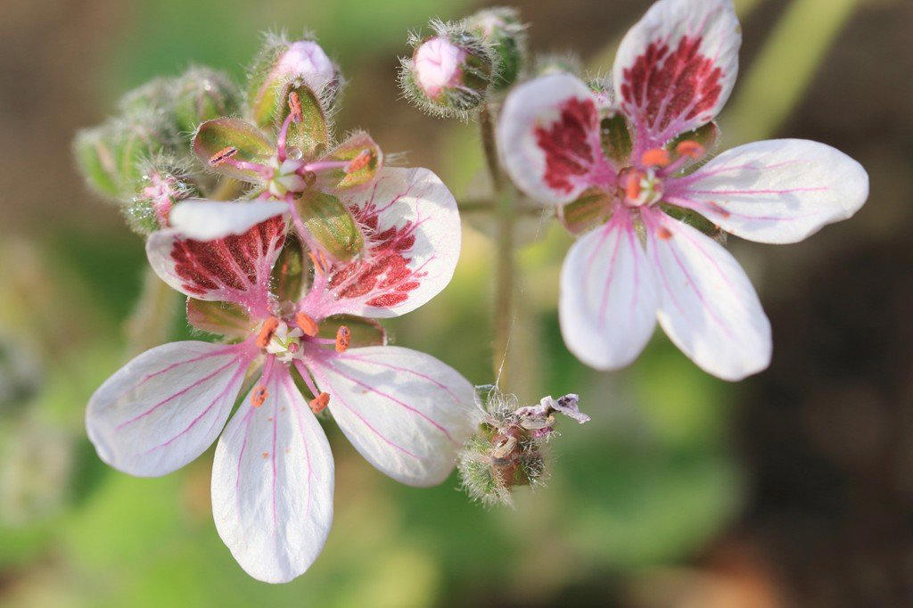 この記事で紹介する「植えてよかった春に咲くかわいい花」にまつわるあれこれ, 春にかわいい花が咲く「一年草」4選, アイスランドポピー, 植えっぱなしOK！毎年春にかわいい花が咲く「多年草」5選, ゲラニウム（フウロソウ）, ロックソープワート, エロディウム・ペラルゴニフロラム, ベロニカ・オックスフォードブルー, ヘリクリサム・シルバーキャンドル, かわいい春の花に囲まれて心満たされる暮らしを