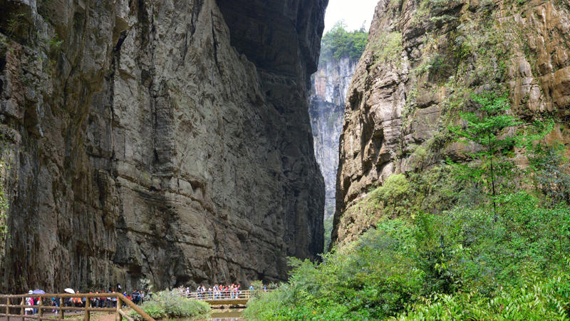 This isolated world shelters 1,200+ plant species and rare wildlife. From ancient Ginkgo trees to elusive Clouded Leopard and giant salamanders—life here has evolved in near secrecy.