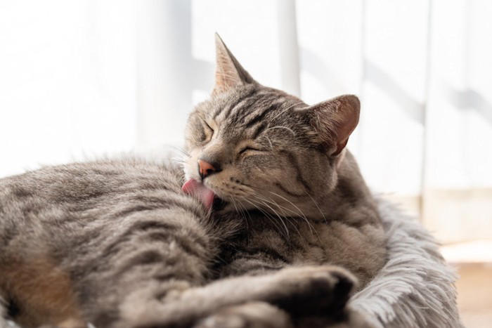 猫が「なでられた場所をすぐに舐める」5つの理由, 1.乱れた毛並みを整えたい, 2.自分の匂いを付け直したい, 3.飼い主の匂いを味わっている, 4.お返しに「なでてあげている」, 5.「もうやめて」のサイン, 「嫌われている」と勘違いしやすいポイント, 愛猫ともっと仲良くなるための接し方
