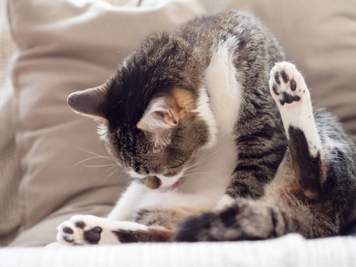 猫が「なでられた場所をすぐに舐める」5つの理由, 1.乱れた毛並みを整えたい, 2.自分の匂いを付け直したい, 3.飼い主の匂いを味わっている, 4.お返しに「なでてあげている」, 5.「もうやめて」のサイン, 「嫌われている」と勘違いしやすいポイント, 愛猫ともっと仲良くなるための接し方