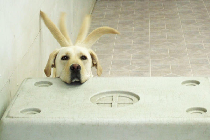 The Importance of Bonding With Your Dog, Create a Routine, Meet Their Physical and Mental Needs, Understand Their Cues, Advocate for Your Dog and Their Needs, Use Reward-Based Training, Strong Bonds Mean Confident, Well-Behaved Pets