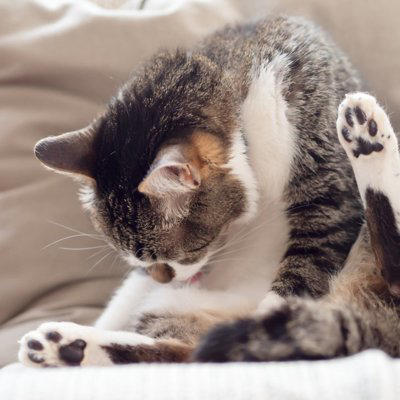 猫が「なでられた場所をすぐに舐める」5つの理由, 1.乱れた毛並みを整えたい, 2.自分の匂いを付け直したい, 3.飼い主の匂いを味わっている, 4.お返しに「なでてあげている」, 5.「もうやめて」のサイン, 「嫌われている」と勘違いしやすいポイント, 愛猫ともっと仲良くなるための接し方