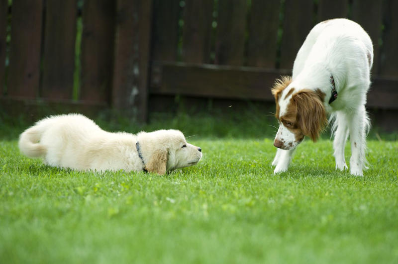 The Importance of Bonding With Your Dog, Create a Routine, Meet Their Physical and Mental Needs, Understand Their Cues, Advocate for Your Dog and Their Needs, Use Reward-Based Training, Strong Bonds Mean Confident, Well-Behaved Pets