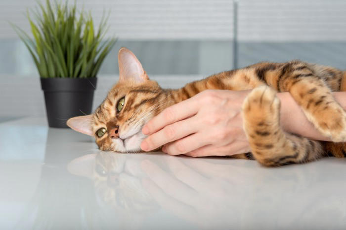 猫が「なでられた場所をすぐに舐める」5つの理由, 1.乱れた毛並みを整えたい, 2.自分の匂いを付け直したい, 3.飼い主の匂いを味わっている, 4.お返しに「なでてあげている」, 5.「もうやめて」のサイン, 「嫌われている」と勘違いしやすいポイント, 愛猫ともっと仲良くなるための接し方
