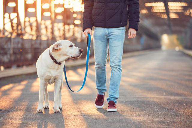 The Importance of Bonding With Your Dog, Create a Routine, Meet Their Physical and Mental Needs, Understand Their Cues, Advocate for Your Dog and Their Needs, Use Reward-Based Training, Strong Bonds Mean Confident, Well-Behaved Pets