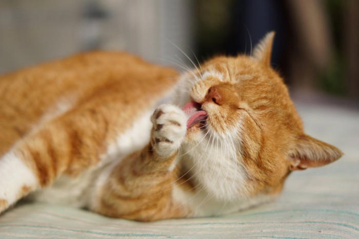 猫が「なでられた場所をすぐに舐める」5つの理由, 1.乱れた毛並みを整えたい, 2.自分の匂いを付け直したい, 3.飼い主の匂いを味わっている, 4.お返しに「なでてあげている」, 5.「もうやめて」のサイン, 「嫌われている」と勘違いしやすいポイント, 愛猫ともっと仲良くなるための接し方