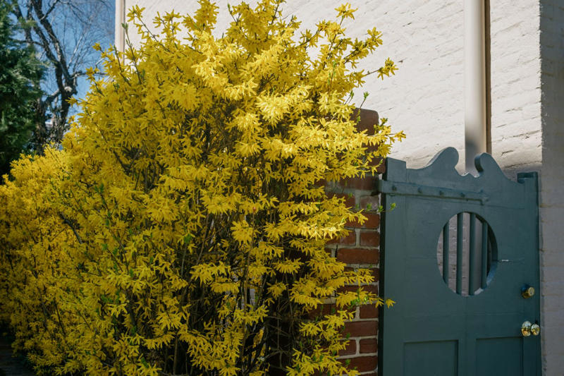 Prune Now in the Mid and Lower South: Crepe Myrtle, Prune After Flowering in Mid and Lower South: Spring-Flowering Shrubs, Prune Now in Mid and Lower South: Catmint, Prune Now in Most Regions: Twig Dogwoods, Prune Now in Mid and Lower South: Vitex Trees, Prune Now in Most Regions: Some Types of Hydrangeas, Prune Now in Most Regions: Other Summer-Blooming Shrubs