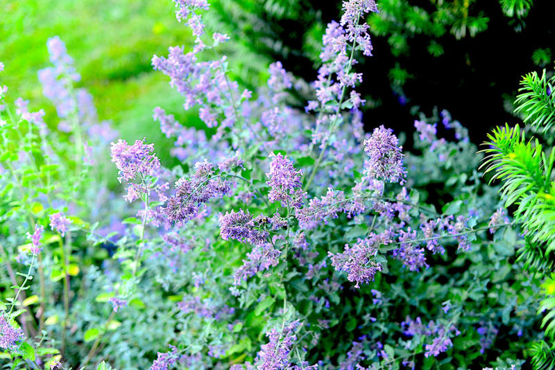 Prune Now in the Mid and Lower South: Crepe Myrtle, Prune After Flowering in Mid and Lower South: Spring-Flowering Shrubs, Prune Now in Mid and Lower South: Catmint, Prune Now in Most Regions: Twig Dogwoods, Prune Now in Mid and Lower South: Vitex Trees, Prune Now in Most Regions: Some Types of Hydrangeas, Prune Now in Most Regions: Other Summer-Blooming Shrubs