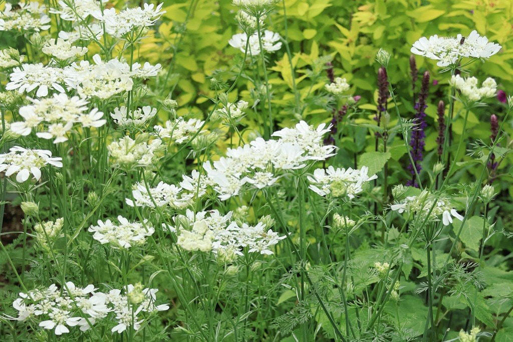 この記事で紹介する「植えてよかった春に咲くかわいい花」にまつわるあれこれ, 春にかわいい花が咲く「一年草」4選, アイスランドポピー, 植えっぱなしOK！毎年春にかわいい花が咲く「多年草」5選, ゲラニウム（フウロソウ）, ロックソープワート, エロディウム・ペラルゴニフロラム, ベロニカ・オックスフォードブルー, ヘリクリサム・シルバーキャンドル, かわいい春の花に囲まれて心満たされる暮らしを
