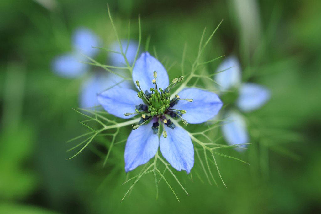 この記事で紹介する「植えてよかった春に咲くかわいい花」にまつわるあれこれ, 春にかわいい花が咲く「一年草」4選, アイスランドポピー, 植えっぱなしOK！毎年春にかわいい花が咲く「多年草」5選, ゲラニウム（フウロソウ）, ロックソープワート, エロディウム・ペラルゴニフロラム, ベロニカ・オックスフォードブルー, ヘリクリサム・シルバーキャンドル, かわいい春の花に囲まれて心満たされる暮らしを