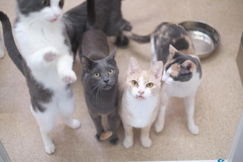■キジトラ＝譲渡の声がかかりにくい？, ■なぜ愛護センターにキジトラが多い？, ■保護動物の幸せに尽力する神奈川県, ■執筆者プロフィール