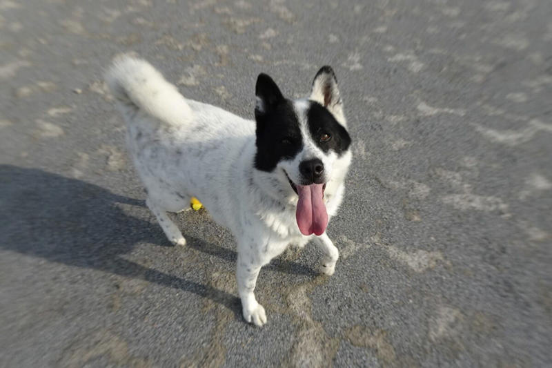 ■キジトラ＝譲渡の声がかかりにくい？, ■なぜ愛護センターにキジトラが多い？, ■保護動物の幸せに尽力する神奈川県, ■執筆者プロフィール