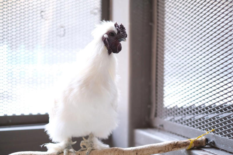 ■キジトラ＝譲渡の声がかかりにくい？, ■なぜ愛護センターにキジトラが多い？, ■保護動物の幸せに尽力する神奈川県, ■執筆者プロフィール
