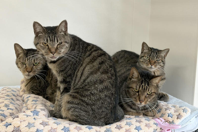 ■キジトラ＝譲渡の声がかかりにくい？, ■なぜ愛護センターにキジトラが多い？, ■保護動物の幸せに尽力する神奈川県, ■執筆者プロフィール