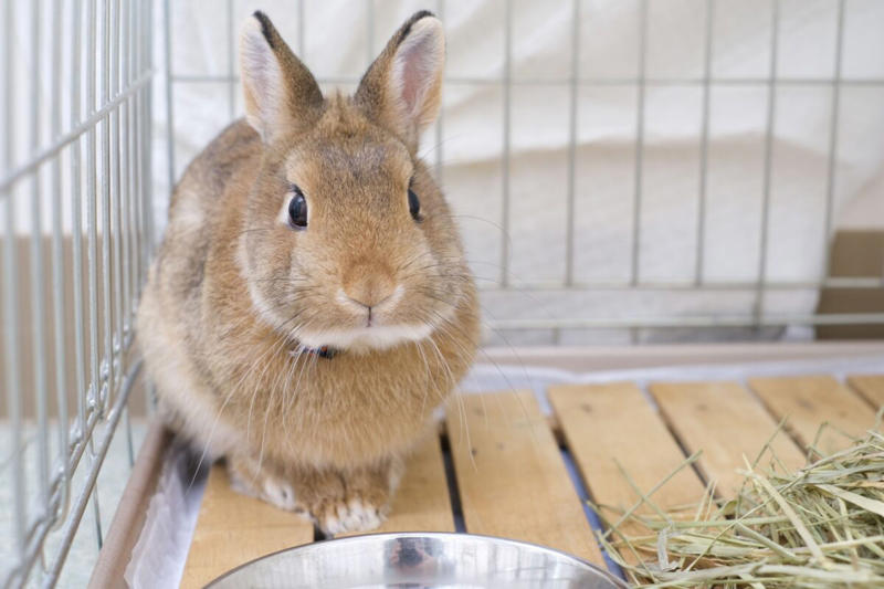 ■キジトラ＝譲渡の声がかかりにくい？, ■なぜ愛護センターにキジトラが多い？, ■保護動物の幸せに尽力する神奈川県, ■執筆者プロフィール