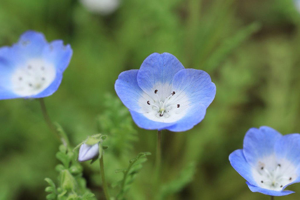 この記事で紹介する「植えてよかった春に咲くかわいい花」にまつわるあれこれ, 春にかわいい花が咲く「一年草」4選, アイスランドポピー, 植えっぱなしOK！毎年春にかわいい花が咲く「多年草」5選, ゲラニウム（フウロソウ）, ロックソープワート, エロディウム・ペラルゴニフロラム, ベロニカ・オックスフォードブルー, ヘリクリサム・シルバーキャンドル, かわいい春の花に囲まれて心満たされる暮らしを
