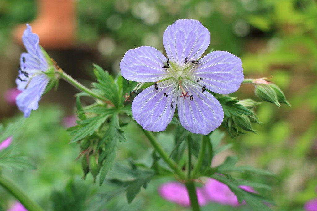 この記事で紹介する「植えてよかった春に咲くかわいい花」にまつわるあれこれ, 春にかわいい花が咲く「一年草」4選, アイスランドポピー, 植えっぱなしOK！毎年春にかわいい花が咲く「多年草」5選, ゲラニウム（フウロソウ）, ロックソープワート, エロディウム・ペラルゴニフロラム, ベロニカ・オックスフォードブルー, ヘリクリサム・シルバーキャンドル, かわいい春の花に囲まれて心満たされる暮らしを