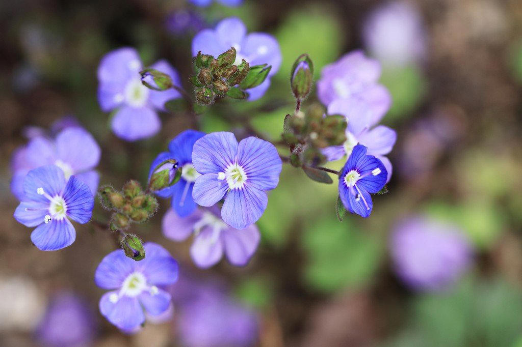 この記事で紹介する「植えてよかった春に咲くかわいい花」にまつわるあれこれ, 春にかわいい花が咲く「一年草」4選, アイスランドポピー, 植えっぱなしOK！毎年春にかわいい花が咲く「多年草」5選, ゲラニウム（フウロソウ）, ロックソープワート, エロディウム・ペラルゴニフロラム, ベロニカ・オックスフォードブルー, ヘリクリサム・シルバーキャンドル, かわいい春の花に囲まれて心満たされる暮らしを