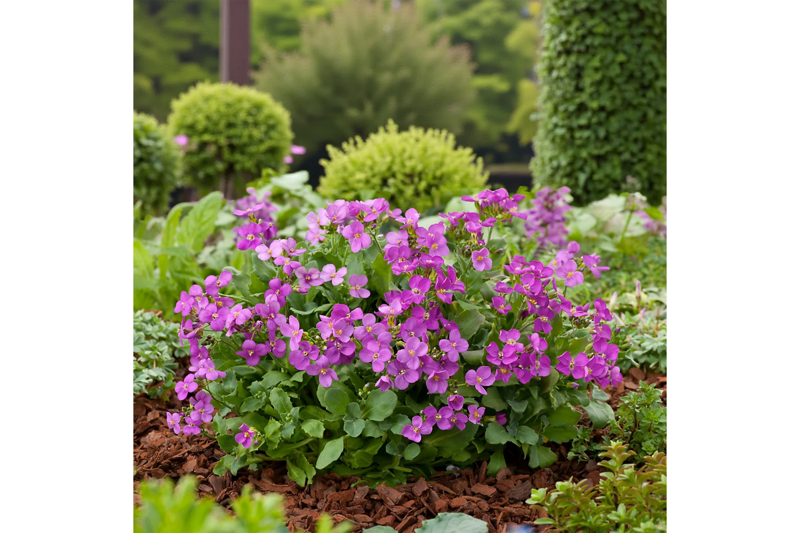 Ornamental, Arabis 'little treasure deep rose': £7.99, Jparkers.co.uk, Gladioli: £3.50, Waitrosegarden.com, Choisya × dewitteana White Dazzler: £21.59, Crocus.co.uk, Penstemon: £7.19, Crocus.co.uk, Allium ‘bubble bath’: £11.99, Crocus.co.uk, Nasturtiums: £3.19, Mr-fothergills.co.uk, Salvia ‘amistad’: £8.79, Crocus.co.uk, Edible plants, Kale: £1.39, Premierseedsdirect.com, Glasshouse cucumbers: £2.45, Chilternseeds.co.uk, Potatoes: £4.87, Mr-fothergills.co.uk, Lettuce: £1.55, Sowseeds.co.uk, Radish: £1.99, Mr-fothergills.co.uk, Onions: £2.49, Mr-fothergills.co.uk, Beetroot ‘chioggia’: 99p, Simplyseed.co.uk, Strawberry ‘toscana’: £7.99, Brooksidenursery.co.uk