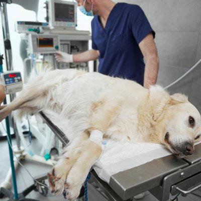 要注意！犬が誤飲すると死ぬかもしれないモノ, 農薬・除草剤などの化学物質, チョコレートやネギ類など犬にとって有毒な食べ物, 折れた骨や針など尖ったモノ, すぐ病院へ！誤飲後の危険な症状, よだれが止まらない